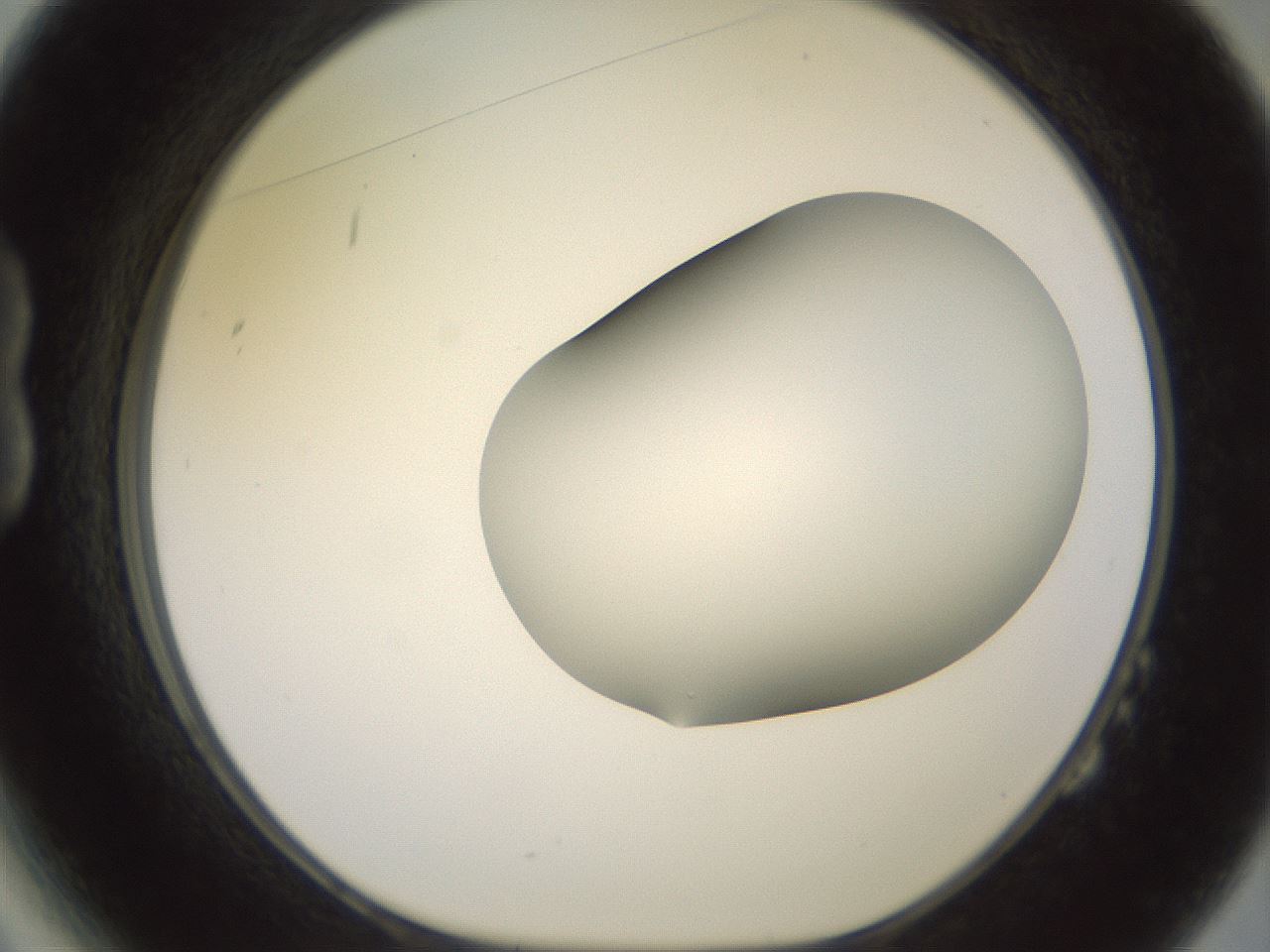 folderID416_plateID2416_batchID11658_wellNum14_profileID1_d1_r179181_ef.jpg