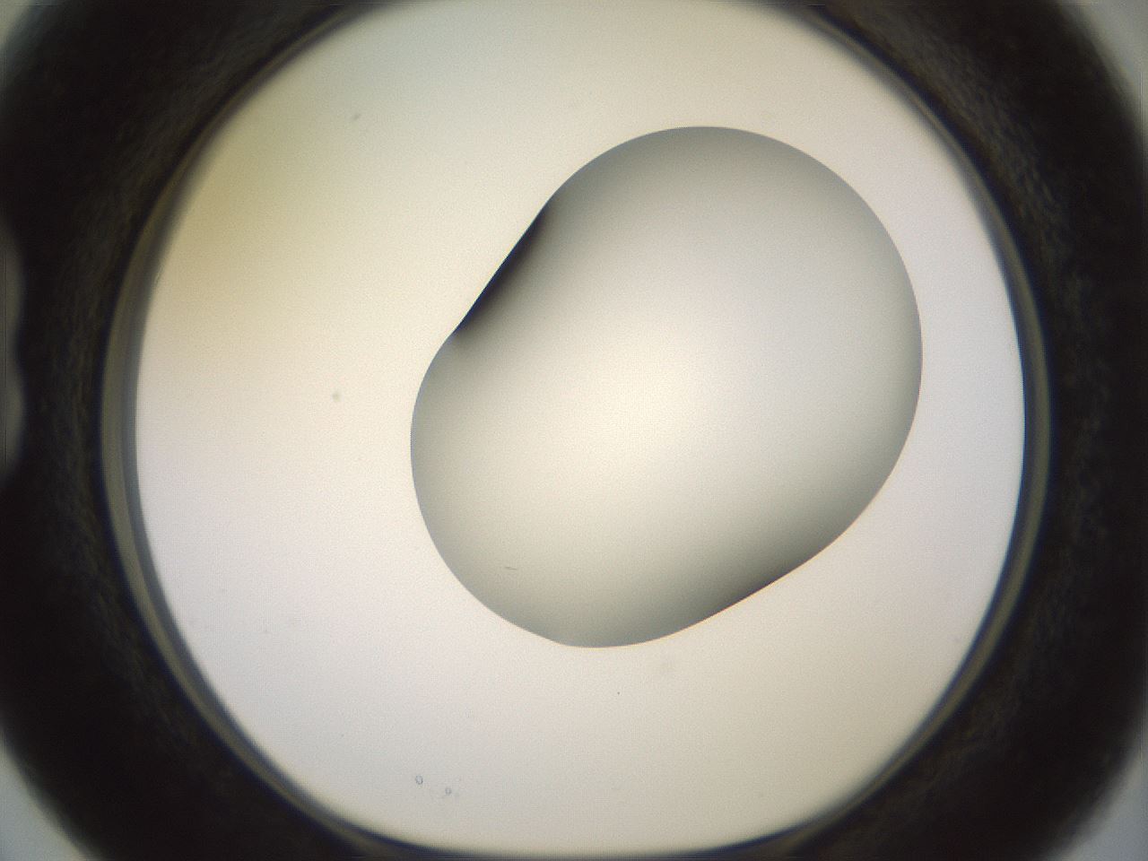 folderID416_plateID2416_batchID11658_wellNum15_profileID1_d1_r179182_ef.jpg