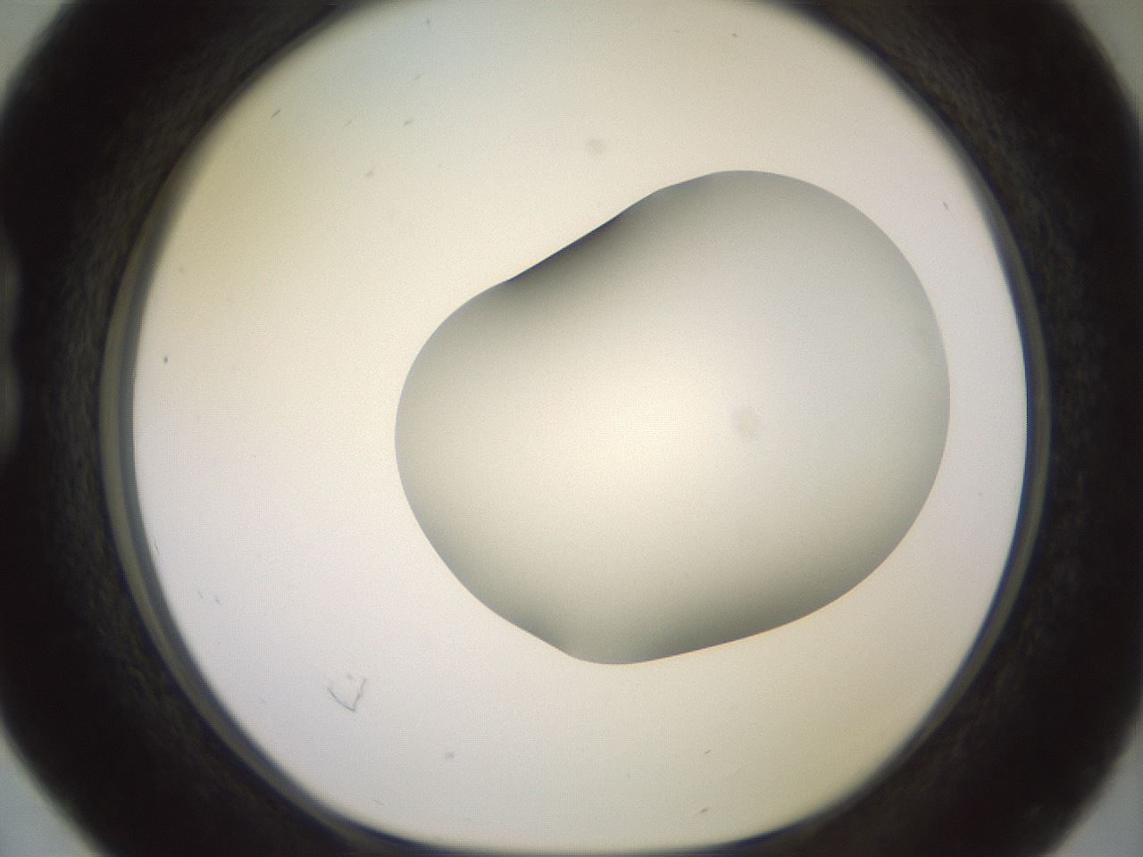 folderID416_plateID2416_batchID11658_wellNum16_profileID1_d1_r179183_ef.jpg