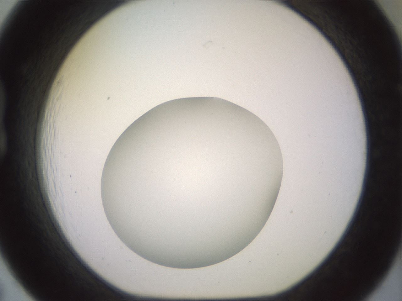 folderID416_plateID2416_batchID11658_wellNum19_profileID1_d1_r179186_ef.jpg