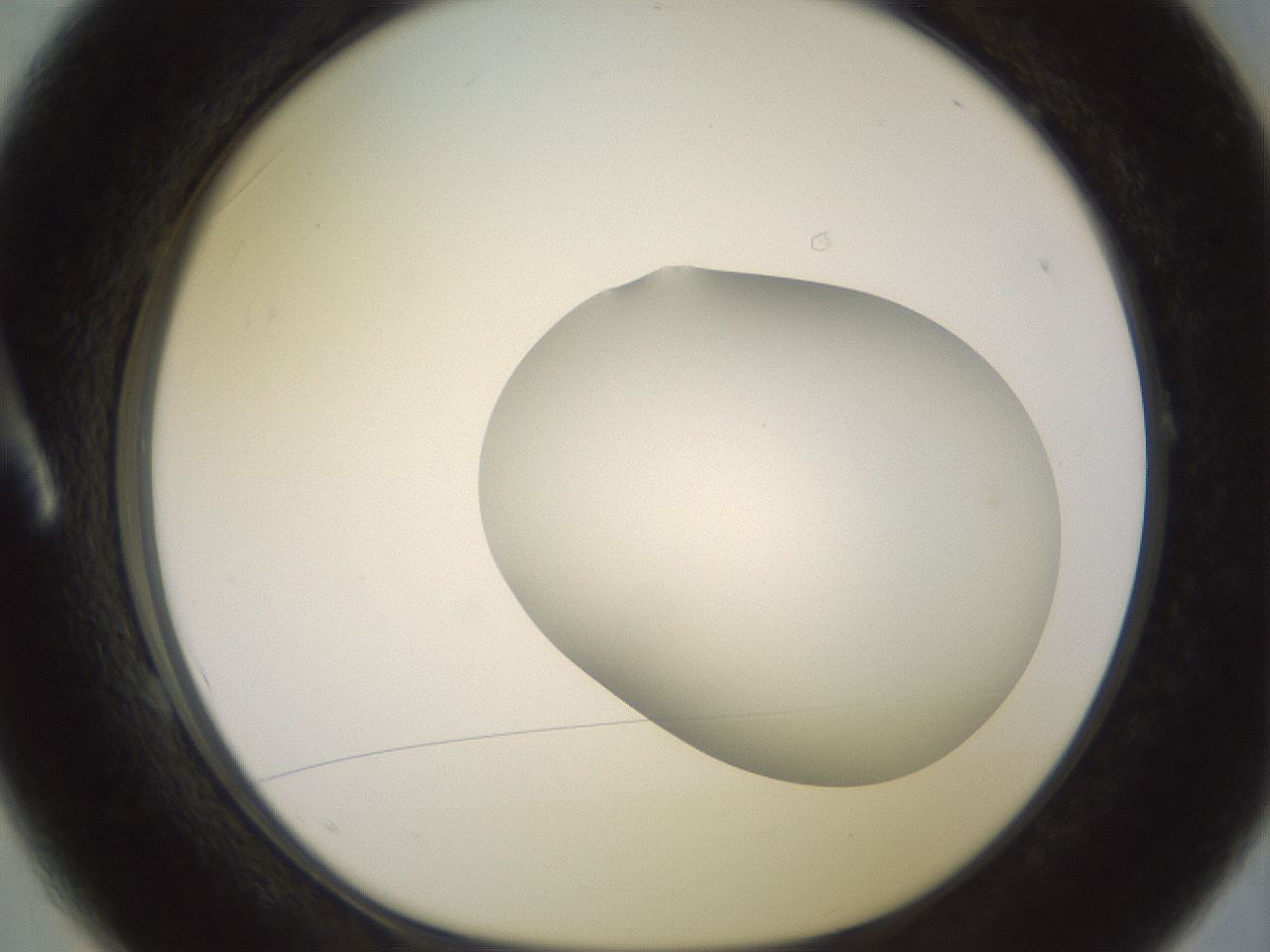 folderID416_plateID2416_batchID11658_wellNum1_profileID1_d1_r179168_ef.jpg