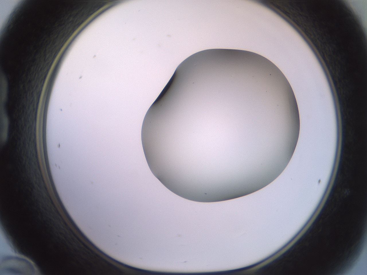 folderID416_plateID2416_batchID11658_wellNum24_profileID1_d1_r179191_ef.jpg