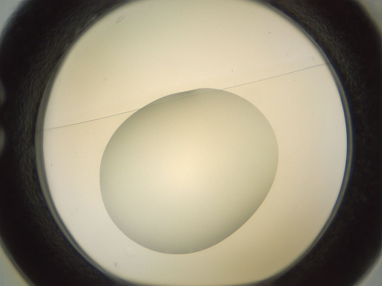 folderID416_plateID2416_batchID11658_wellNum25_profileID1_d1_r179192_ef.jpg