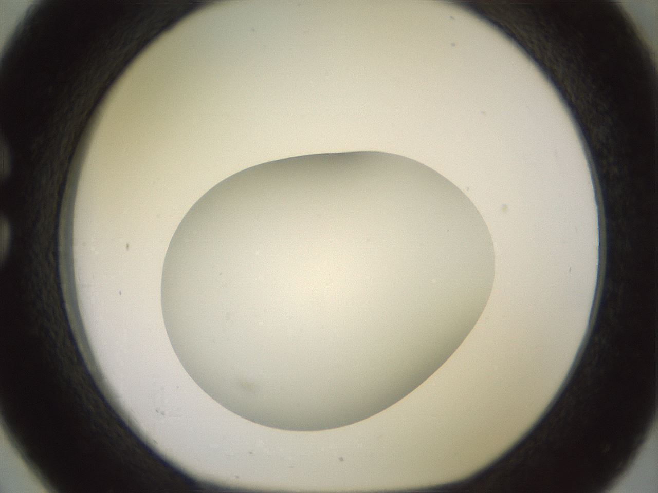folderID416_plateID2416_batchID11658_wellNum26_profileID1_d1_r179193_ef.jpg