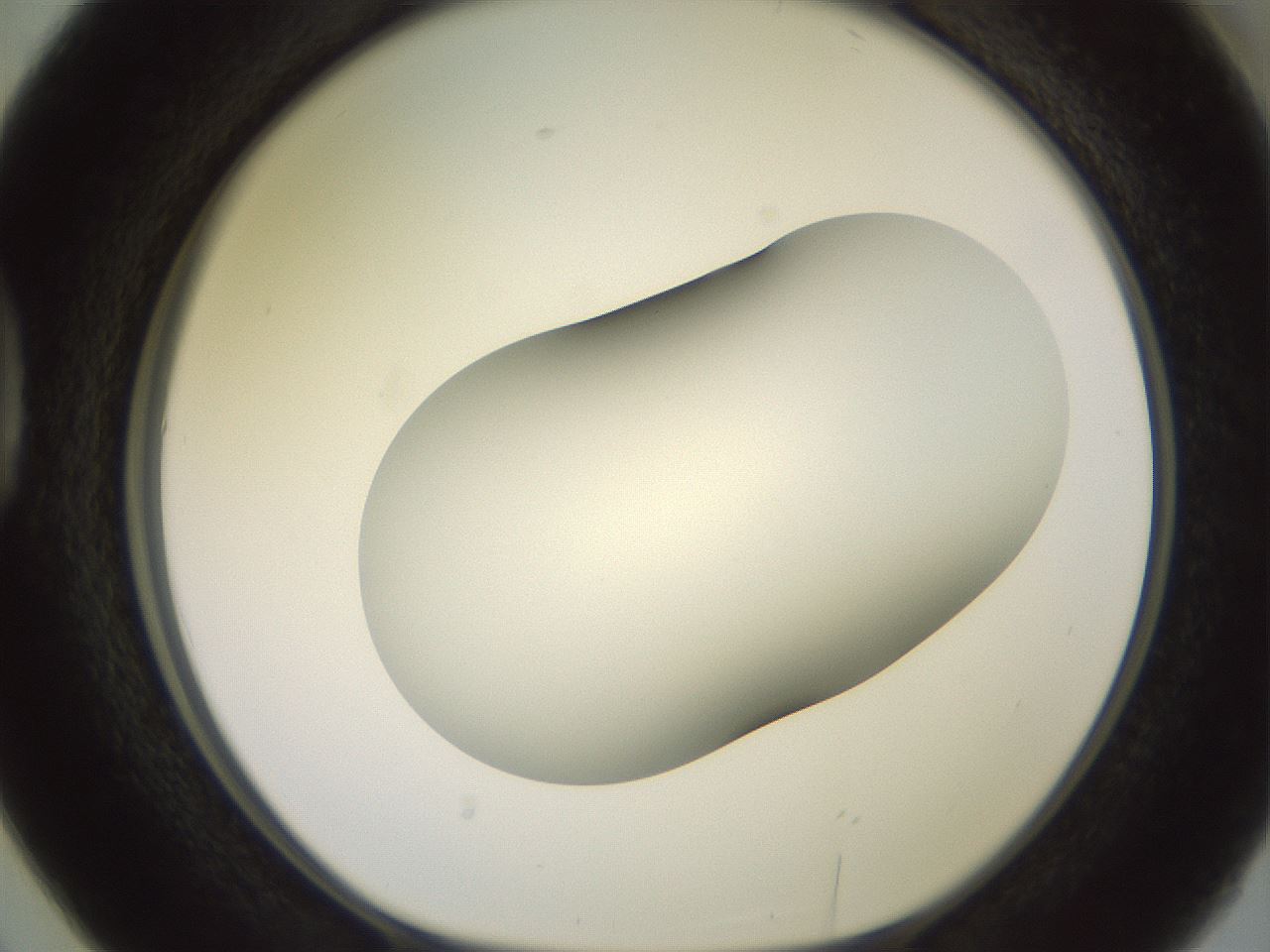 folderID416_plateID2416_batchID11658_wellNum38_profileID1_d1_r179205_ef.jpg